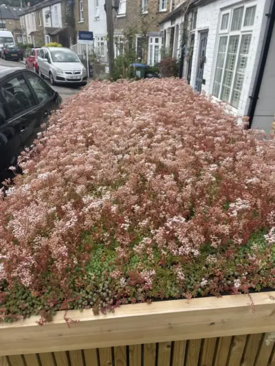 Lots of sedum flowers on a bike shed roof improving local biodiversity 